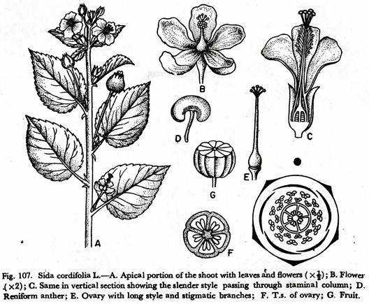 Sida cordifolia L.