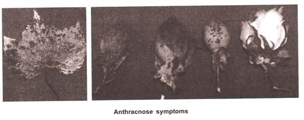 Anthracnose Symptoms