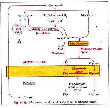 Metabolism and Mobilization of Fat in Adipose Tissue