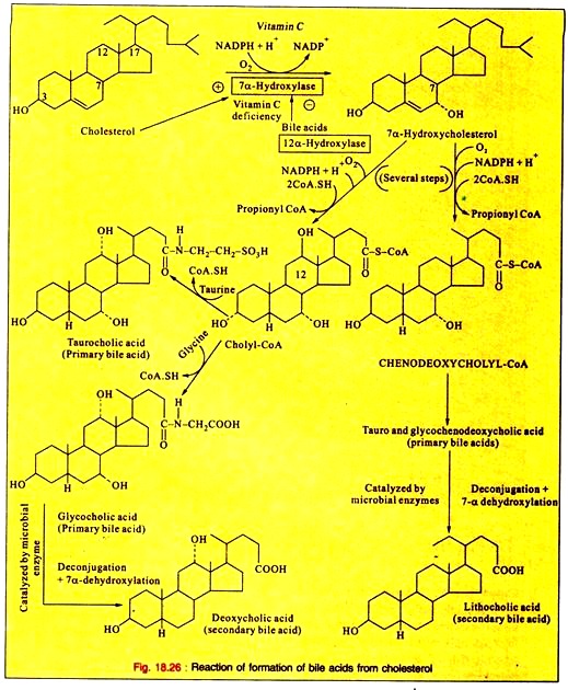 Reaction of Formation of Bile Acids from Cholesterol