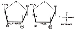 Deoxyribose