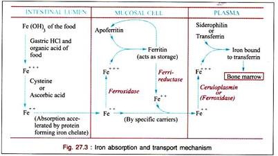 Iron Absorption and Transport Mechanism