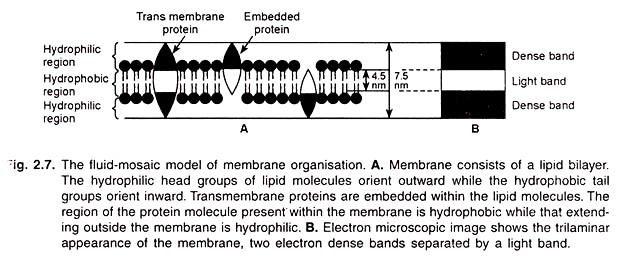 Fluid-Mosaic Model of Membrane Organisation