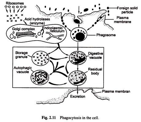 Phagocytosis in the Cell