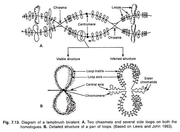 Lampbrush Bivalent