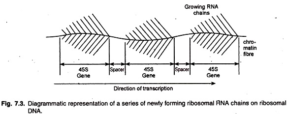 Series of Newly Forming Ribosomal RNA Chains on Ribosomal DNA