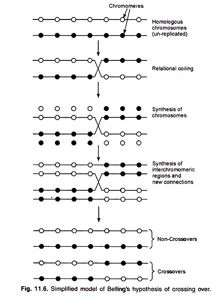 Simplified Model of Belling's Hypothesis of Crossing Over