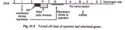 Turned Off State of Operator and Structural Genes