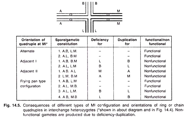 Consequences of Different Types of Ml Configuration and Orientations