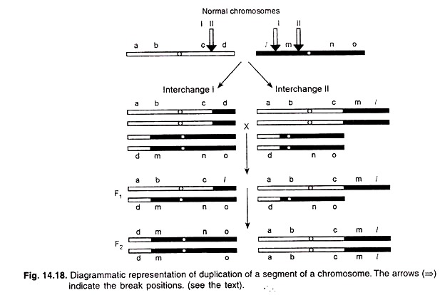 Duplication of a Segment of Chromosome