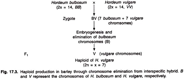 Haploid Production