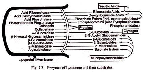 Enzymes of Lyosome and their Substrates
