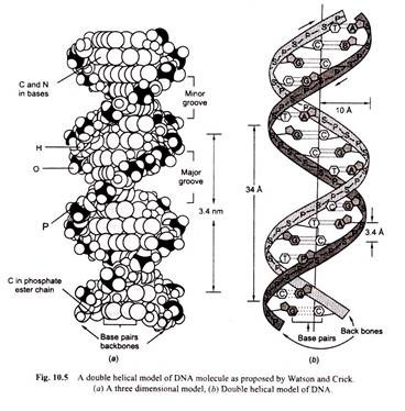 Double Helical Model of DNA Molecule