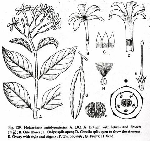 Holarrhena antidysenterica