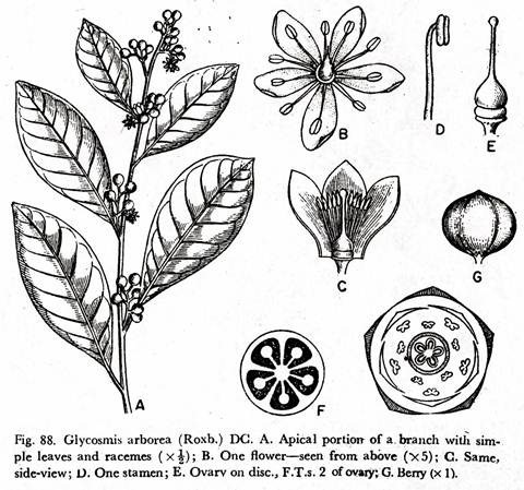 glycosmis arborea 