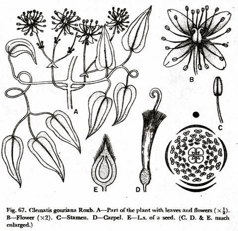 Clematis gouriana Roxb