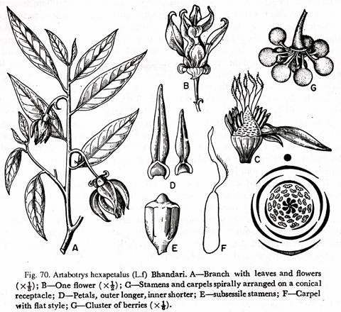 Artabotrys hexaptals