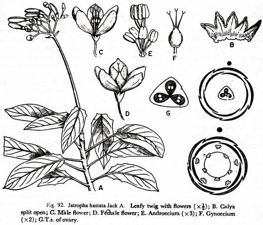 jatropha hastata Jack