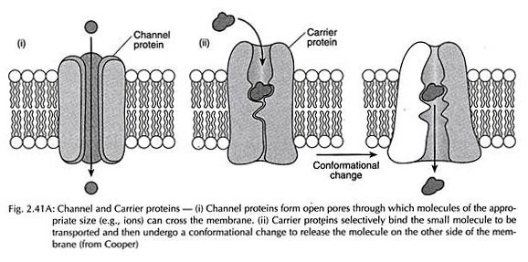 Channel and carrier protiens