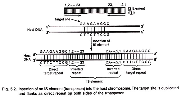 Insertion of an lS Elements into the Host Chromosome