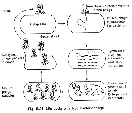 Life Cycle of a Lytic Bacteriophage