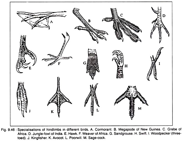 Specialisations of Hindlimbs in different Birds