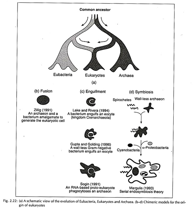 Evolution of Eubacteria, Eukaryotes and Archaea