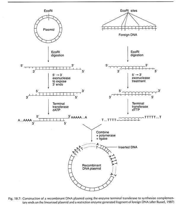 Construction of a Recombinant DNA Plasmid