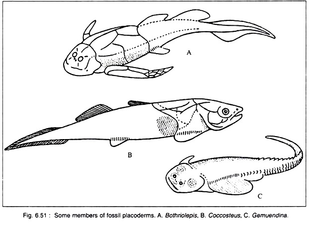 Members of Fossil Placoderms