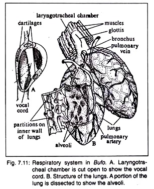 Respiratory System in Bufo