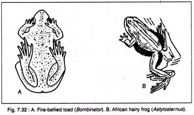 Fire-Bellied Toad and African Hairy Frog