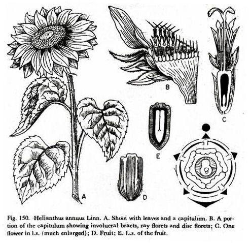 Helianthus Annuus Linn