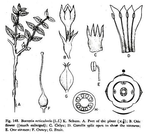 Borreria Articularis