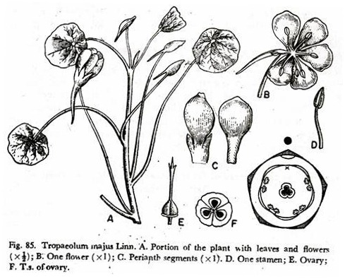 Tropaeolum Majus