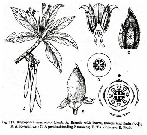 Rhizophora mucronata Lamk