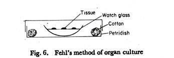 Fehl's Method of Organ Culture