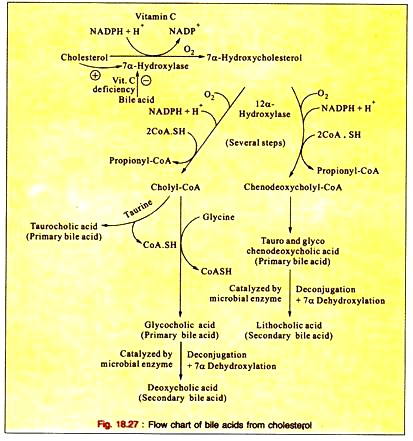 Bile Acids from Cholesterol