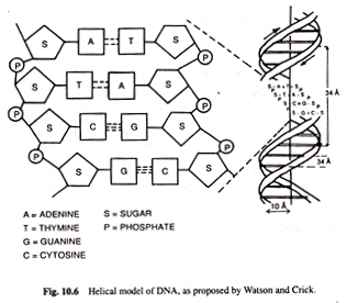 Helical Model of DNA