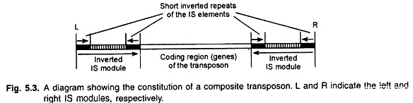 Constitution of Composite Transposon