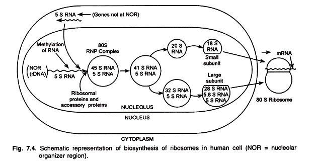 Biosynthesis of Ribosomes in Human Cell