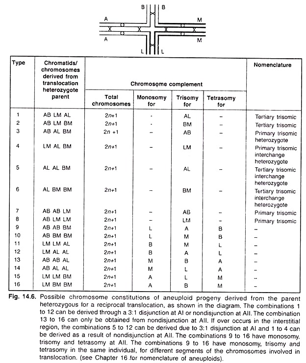 Possible Chromosome Constitutions of Aneuploid