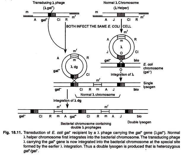 Transduction of E. Coli Gal Recipient