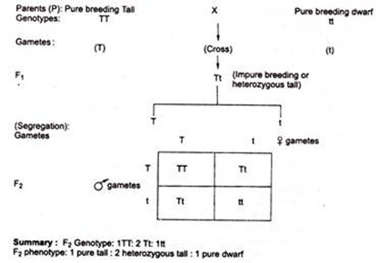 F2 Genotype