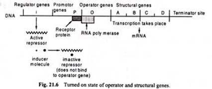 Turned on State of Operator and Structural Genes