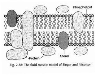 Fluid-Mosaic Model of Singer and Nicolson