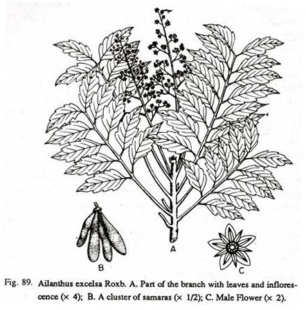 Ailanthus excelsa Roxb