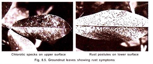 Groundnut leaves showing rust symptoms