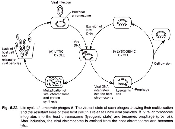 Life Cycle of Temperate Phages