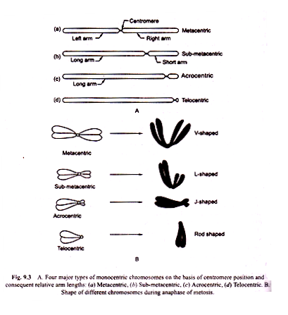 Four Major Types of Monocentric Chromosomes