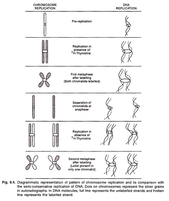 Pattern of Chromosome Replication